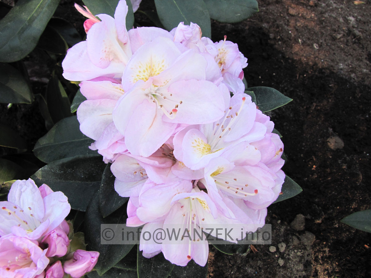 Rhododendron Gomer Waterer 02.JPG